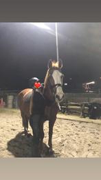 Verzorgpony gezocht!, Dieren en Toebehoren, Verzenden