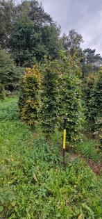 Beuk haagplanten, Tuin en Terras, Planten | Bomen, Ophalen of Verzenden, Volle zon, Overige soorten