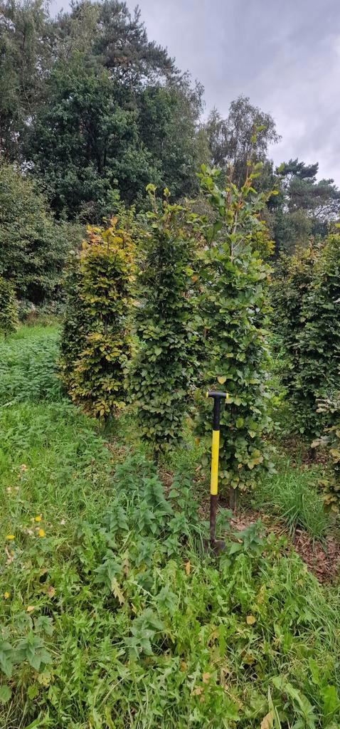 Beuk haagplanten, Tuin en Terras, Planten | Bomen, Overige soorten, Volle zon, Ophalen of Verzenden