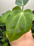 Anthurium redspider/forgettiXsuper silver, Ophalen of Verzenden, Overige soorten, Minder dan 100 cm