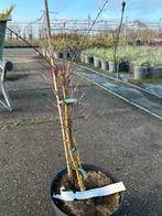 Acer palmatum Emerald Lace - Japanse Esdoorn in 5L pot, Bloeit niet, Halfschaduw, Overige soorten, Minder dan 100 cm