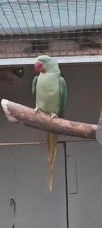 Alexanderparkiet man, Mannelijk, Parkiet