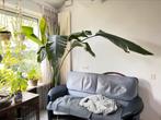 Grote paradijsvogelplant, Ophalen, Overige soorten