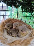 Gevraagd een Isabel elzen Sijs man 2025, Dieren en Toebehoren, Mannelijk, Wildzangvogel