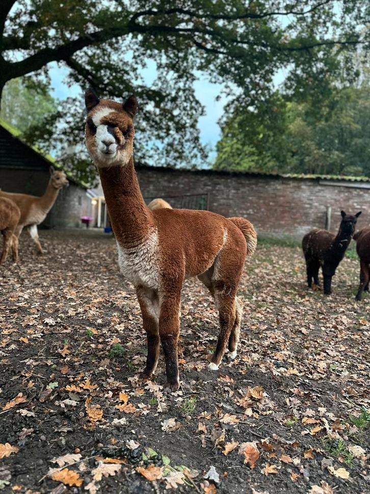 Alpaca merrie veulen en merrie, Dieren en Toebehoren, Overige Dieren, Vrouwelijk, December