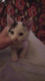 Kittens zijn 8weken oud, Meerdere dieren, Kortharig, 0 tot 2 jaar