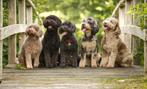 Nestaankondiging multigen Labradoodle pups, Dieren en Toebehoren, Overige rassen, 8 tot 15 weken, CDV (hondenziekte), Meerdere