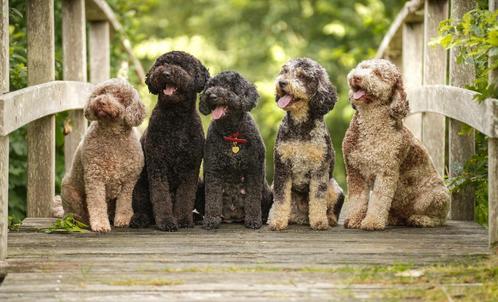 Nestaankondiging multigen Labradoodle pups, Dieren en Toebehoren, Honden | Setters en Staande honden, Meerdere dieren, Overige rassen