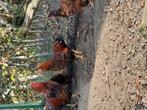 Wyandotte kriel goudbruin gezoomd hanen., Dieren en Toebehoren, Pluimvee, Mannelijk, Kip