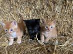 Hele lieve boerderij poesjes, Dieren en Toebehoren, Katten en Kittens | Overige Katten, Meerdere dieren, Kortharig, 0 tot 2 jaar