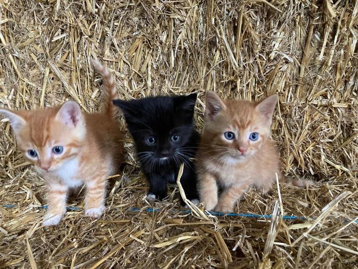 Hele lieve boerderij poesjes, Dieren en Toebehoren, Katten en Kittens | Overige Katten, Kortharig, Meerdere dieren, 0 tot 2 jaar