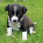 chihuahua x jack russel pups, Dieren en Toebehoren, Honden | Chihuahua's en Gezelschapshonden, Nederland, Overige rassen, 8 tot 15 weken