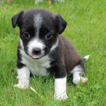 chihuahua x jack russel pups beschikbaar voor biedingen
