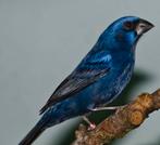 Koppel Braziliaanse blauwe bishop geringd 2023, Dieren en Toebehoren, Vogels | Overige Vogels, Meerdere dieren, Geringd, Tropenvogel