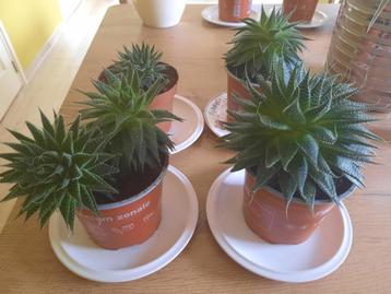 Gratis kamerplant (vetplant) Aloe Aristata  beschikbaar voor biedingen