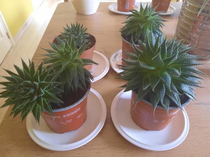 Gratis kamerplant (vetplant) Aloe Aristata, Huis en Inrichting, Kamerplanten, Minder dan 100 cm, Halfschaduw, Ophalen