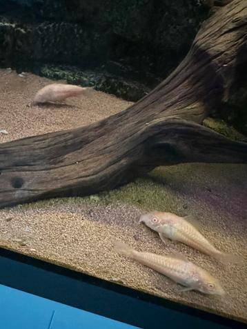 6 corydora 2 clownbotia 1 pleco beschikbaar voor biedingen