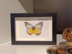 Ingelijste Vlinder, Ophalen of Verzenden