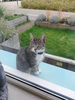 Lieve Poes zoekt nieuw thuis., Dieren en Toebehoren, Katten en Kittens | Overige Katten, Poes