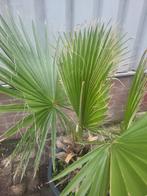Mooie palmboom in pot vandaag ophalen €25, Tuin en Terras, Ophalen of Verzenden, Overige soorten, Volle zon