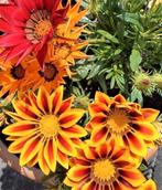 Zaden Middaggoud mix - Gazania rigens, Verzenden, Voorjaar, Volle zon, Zaad