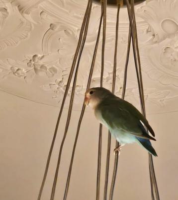 Agarpornis beschikbaar voor biedingen