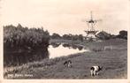 Deil Koperen Molen Koeien in de wei Bij Tiel West Betuwe, Verzenden, 1920 tot 1940, Gelopen, Gelderland