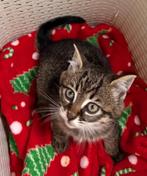 Kittens kruising oosterse korthaar, Dieren en Toebehoren, Katten en Kittens | Overige Katten, Meerdere dieren, Kortharig, 0 tot 2 jaar