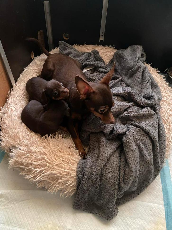 Dwergpinschers choco than pups belgie limburg, Dieren en Toebehoren, Honden | Chihuahua's en Gezelschapshonden, Meerdere dieren