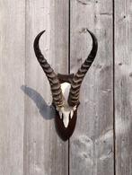 Springbok schedel op plank, gewei antilope, Ophalen of Verzenden, Zo goed als nieuw, Hert, Schedel