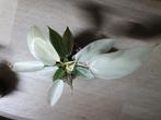 Philodendron florida ghost, Huis en Inrichting, Kamerplanten, Ophalen