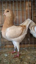 Duitse modena geelzilver, Meerdere dieren, Overige soorten