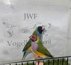 Gouldamadine, Dieren en Toebehoren, Vogels | Overige Vogels