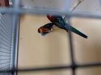 Vele soorten vogels woensdag avond geopend tropen wildzang p, Meerdere dieren, Parkiet