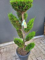 Cupressocyparis l.bonsai, In pot, Overige soorten, Bloeit niet, Volledige schaduw