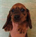 Standaard ruwhaar teckel pups met stamboom, Dieren en Toebehoren, Honden | Teckels en Dashonden, Standaard, CDV (hondenziekte)