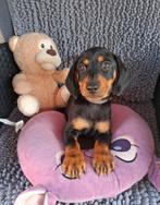 jack russel x teckel pups  🐶, Rabiës (hondsdolheid), Overige rassen, 8 tot 15 weken, Meerdere