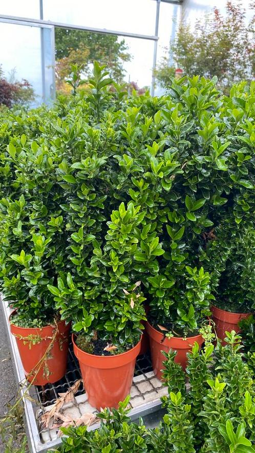 Euoyonimus ‘ green spire’ (kardinaalsmuts) buxusvervanger, Tuin en Terras, Planten | Struiken en Hagen, Laurier, Minder dan 100 cm