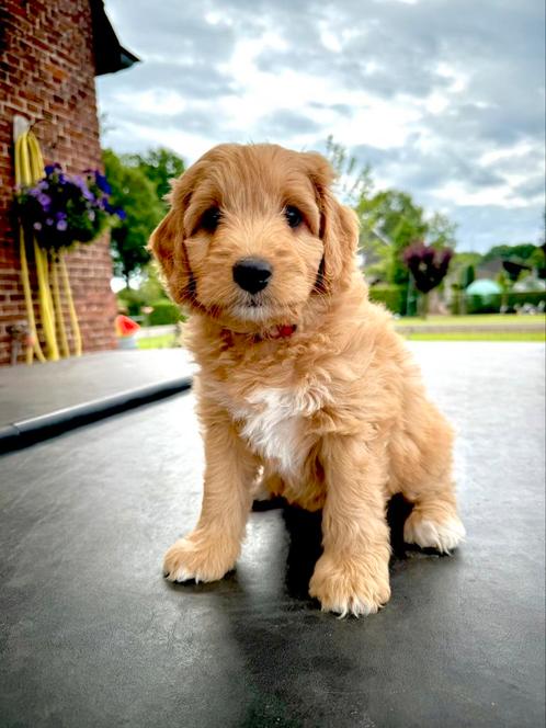 Bernerdoodle x goldendoodle (teefje), Dieren en Toebehoren, Honden | Niet-rashonden, Middel, Teef, Particulier, Meerdere, Nederland