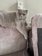 Poes zoekt nieuwe huis (tekst goed lezen aub), Dieren en Toebehoren, Katten en Kittens | Raskatten | Korthaar, Poes, Gechipt, 3 tot 5 jaar