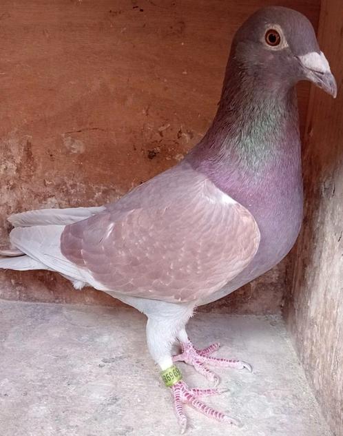 Postduif Super Inbred "KITTEL", Dieren en Toebehoren, Vogels | Duiven, Postduif, Vrouwelijk
