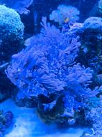 Cespitularia, Overige typen