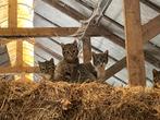 Boerderijkittens kitten, Dieren en Toebehoren, Overige Dieren, September, Vrouwelijk