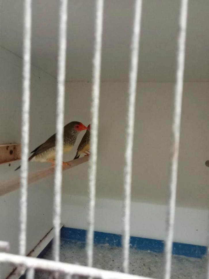 Mooi koppel binsastrilde roodkop, Dieren en Toebehoren, Vogels | Overige Vogels, Meerdere dieren