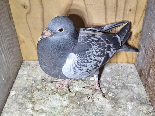 Supermooie jong uit topkoppel 094 x 459 Jan v/d Pasch, Dieren en Toebehoren, Vogels | Duiven, Postduif, Meerdere dieren