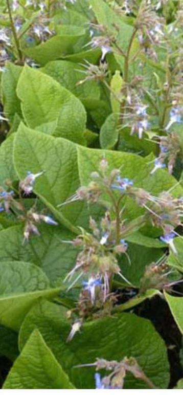 Te koop vaste plant Trachystemon oriëntalis beschikbaar voor biedingen