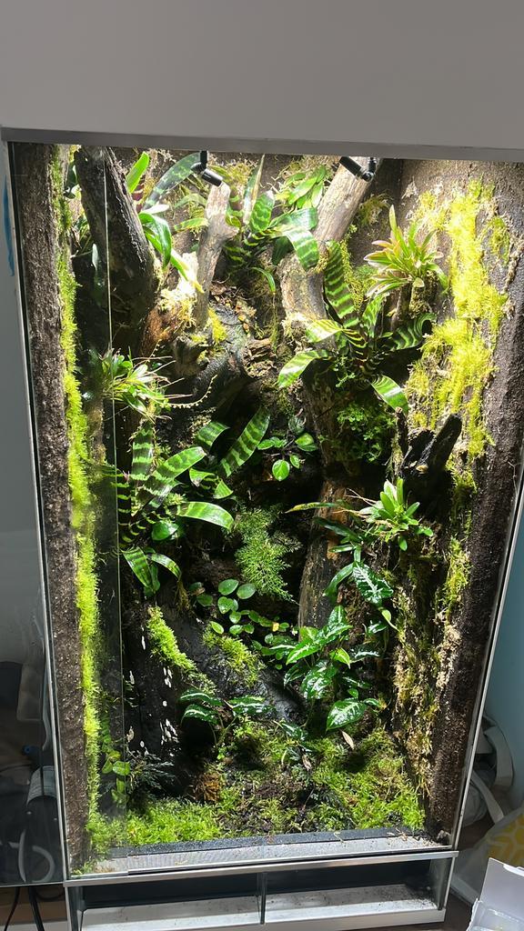 Terrarium of paludarium op maat laten inrichten?, Dieren en Toebehoren, Reptielen en Amfibieën | Toebehoren, Nieuw, Terrarium of Paludarium