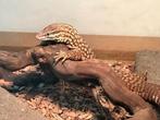 stekelstaartvaraan (Varanus acanthurus), Dieren en Toebehoren, Reptielen en Amfibieën, Hagedis, Met terrarium, 3 tot 6 jaar