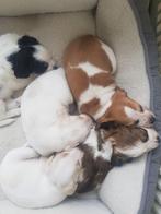 5 prachtige boerenfox puppies ( nog 2 ), Parvo, Jack Russell Terriër, 8 tot 15 weken, Meerdere