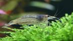 Caridina Japonica - Japonica Garnaal, Dieren en Toebehoren, Vissen | Aquariumvissen, Kreeft, Krab of Garnaal, Zoetwatervis